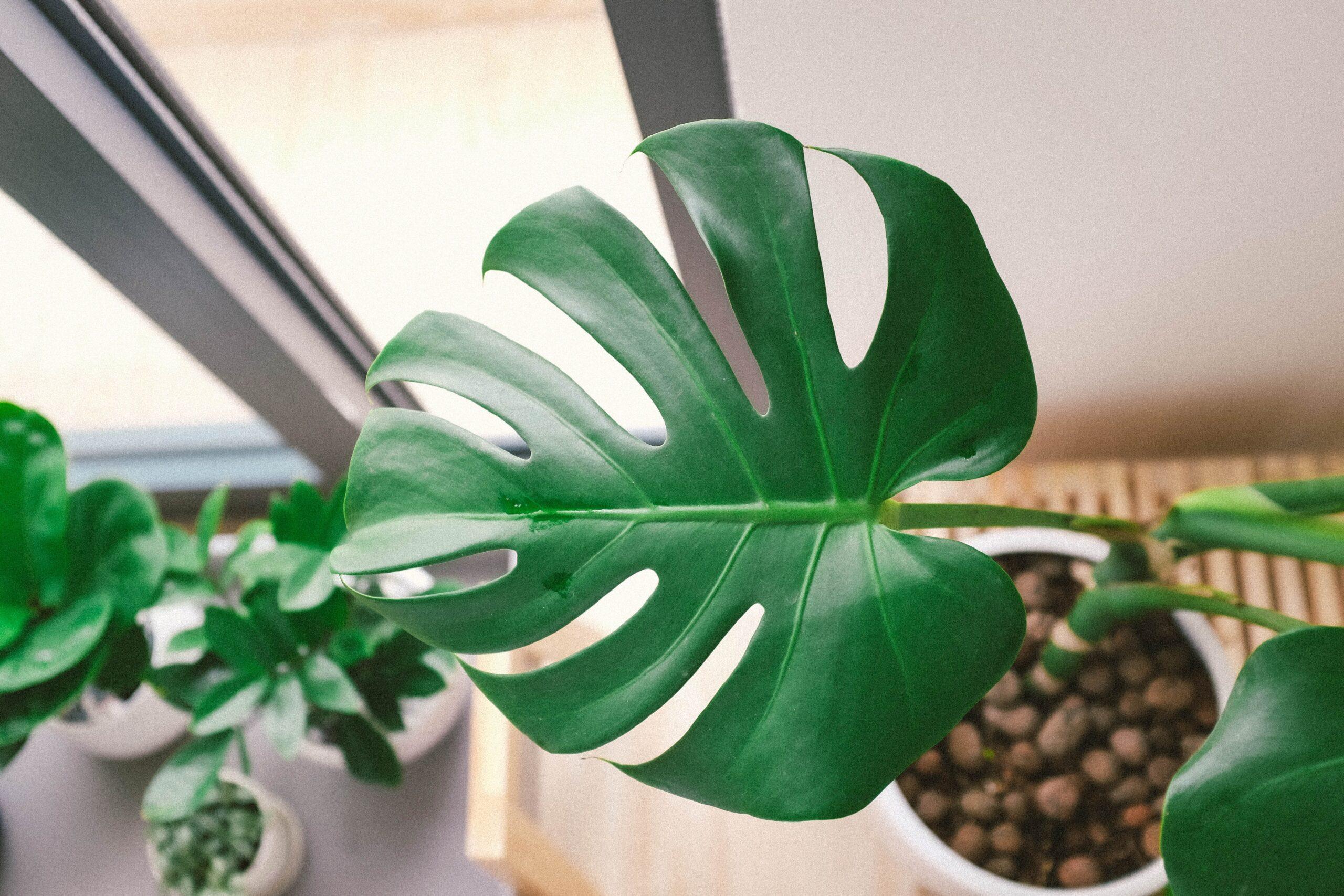 6 of Monstera Plant Inside Your House
